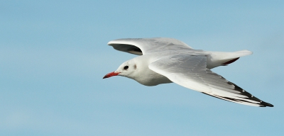 Op een Heldere herfstdag snel heen en weer naar Texel. Even de tijd op de boot voor de meeuwen. Een alledaagse kokmeeuw blijkt tegen de blauwe lucht ook een prachtige vogel te zijn.