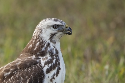 Deze Buizerd laat zich goed fotograferen. Soms land hij vlak naast de auto om een prooi te grijpen (meestal een Gewone Pad). Hier heeft hij hem net op. Foto's met pad heb ik al eerder hier geplaatst.