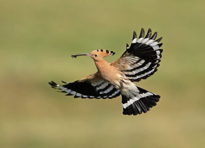 As early as the beginning of March these 'sun birds' appear along the Bulgarian Black Sea coast, heading confidently north. Come April they are everywhere, fluttering like huge colourful butterflies. Thousands go on north, but a significant part stay here. The limited use of agricultural chemicals in Bulgaria means there is a variety of insects, which provide the staple food of the Hoopoe's diet.