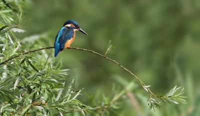 De ijsvogel blijft fascinerend. Deze kwam ik nog tegen uit het archief van juni jl. Dichtbij op een tak had ik eerder al op BP gezet. Het fraaie van deze plaat is mr leefomgeving. Spiedend of er nog een visje te verschalken is!