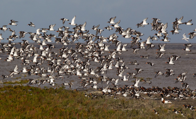 Even testen hoe de scherpte van dit beeld over komt op bird pix want dat wil nog wel eens terug lopen