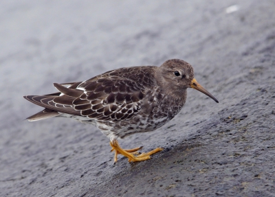 deze kleine paarse strandloper was de eerste die ik zag van dit najaar .
erg moeilijk diertje zat erg laag bij het water , en om deze op de foto te krijgen leverde me een golf water op tot aan mijn knieen .
maar binnenkort zal het wel makkelijker gaan als ze weer met velen zijn .