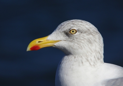 op de zuidpier heb je regelmatig kans een leuk portretje te maken van de verschillende meeuwesoorten daar .
deze is van de zilvermeeuw zittend op een blok daar .
weet niet of jullie dit mooi vinden eigenlijk ?.