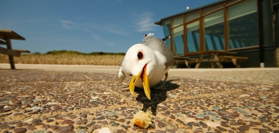 Tsja, als je niet groot en sterk genoeg bent om de vissen van de zeehonden in Ecomare af te pakken zoals neef zilvermeeuw, dan moet je maar bijdehand en slim genoeg zijn om al die snuggere toeristen hun lunch afhandig te maken op het terras: die happen je tenminst niet zomaar uit de lucht!