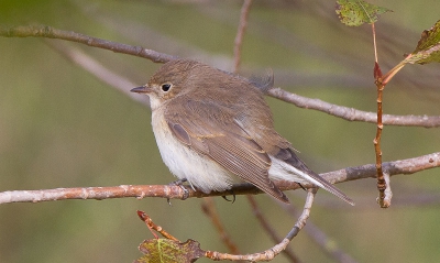 Deze eerste winter Kleine Vliegenvanger zat wat suffig in de struiken, leek wat warrig qua plumage. Duidelijk genietend van de korte fasen zon.