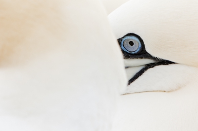tijdens het broedseizoen is Bass Rock geheel gevuld met Jan-van-Genten. Het was echt prachtig om dit eiland op te mogen en om al deze vogels van zo dichtbij te mogen zien. Ik vind hun blauwe ogen prachtig en dat heb ik met deze foto geprobeerd te benadrukken.