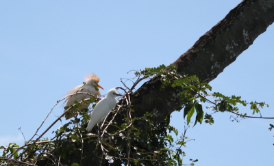 In de bomen bij Rio Dulce, jonge zilverreigers en de koereigers delen het territorium.