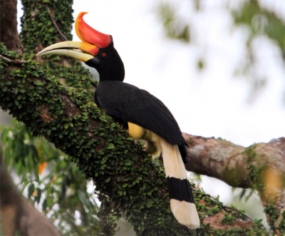 Tijdens mijn eerste echte missie om mooie vogels te fotograferen in Brunei werd ik na lang wachten kort vergezeld door deze prachtige vogel. Mijn eerste bijdrage aan birdpix. Hopelijk vinden jullie hem mooi. Tips zijn welkom...