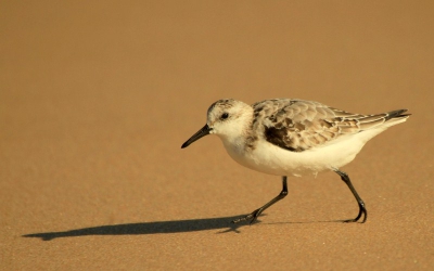 Tegen de avond probeerde deze drieteenstrandloper zijn eigen schaduw in te halen......, wat dus niet ging!
Vanaf de waterlijn genomen.