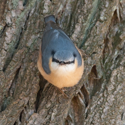 Uniek in Noord-Holland, een Boomklever aan 'onze' kant van het IJsselmeer! Het was even genieten voor drie kwartier om deze prachtige vogel te zien en om te kijken hoe hij de bessen van de Taxus meenam en verstopte in de 'plooien' van de bast van een boom. 
Meer op: http://verlaat-fotografie.nl/boomklever