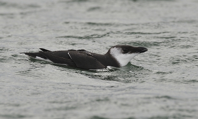 Tijdens  het oer gezellige  birdpix weekeind op Terschelling  de Alk in de haven  west Terschelling van af drijfstijger  gefotografeerd. Met dank aan Peter en Wijnand om toch maar eens een foto te plaatsen.
Nikon D3  600 mm  AFS