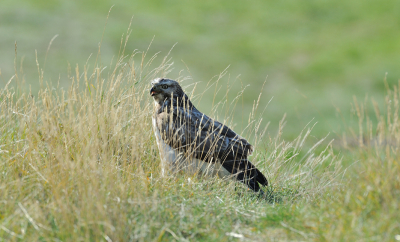 Deze buzerd laat zich mooi zien tijdens het Birdpix weekeind werd regelmatig op de hielen gezeten door kaaien. maar na even een rust pauze op een duin top in het zonnetje.