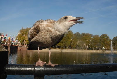 Speciaal voor Hans. Hier heb ik de meeuw wat opzij weten te lokken, zodat hij niet meer voor de mooiste provincievlag van Nederland stond. Dat het de mooiste is, heb ik trouwens niet zelf besloten, maar is de volledig eerlijke mening van mijn dochter, die dol is op hartjes (dus haal het niet in je hoofd om haar te vertellen dat het helemaal geen hartjes zijn).