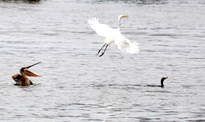 In de haven van Livingston, zijn er veel pelikanen en grote zilverreigers te zien. Op deze foto vliegt een zilverreiger  met een visje weg, tot de grote ergernis van de pelikaan.