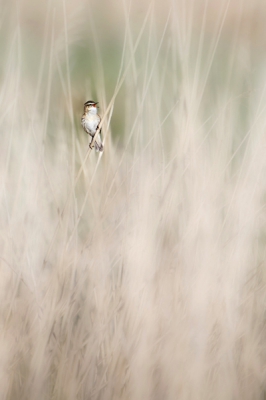 Graag wilde ik de rietzanger fotograferen in zijn natuurlijke omgeving en deze foto is daar het resultaat van geworden. Hij zit tussen het riet te zingen.