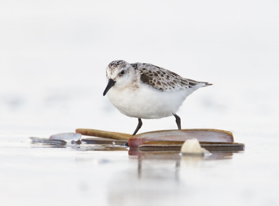 Tijdens het birdpix weekend op terschelling een aantal leuke foto's kunnen maken, waardonder deze foto van de drieteenstrandloper. In de ochtend stond er harde wind aan het strand en de drieteentjes waren toen ver te zoeken. 's avonds nog eens teurg geweest en in tegenstelling tot de ochtend hoefde we nu niet ver te zoeken. Kleine beetje Highkey in de foto toegevoegd.