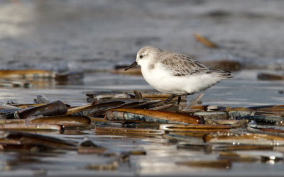 Op het strand van Terschelling lag het vol met zwaardschedes waar de Drieteentjes hun voordeel ook aan mee pakte voor af en toe een lekker hapje. Vond de hoeveelheid zwaardschedes hier wel leuk uitkomen samen met de Drieteenstrandloper.