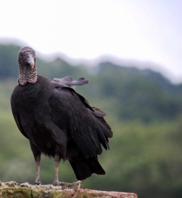 Zwarte gieren leven in grote groepen aan de verlaten runes van Portobelo in Panama.