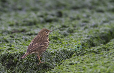 Op deze regenachtige dag lekker uitwaaien op de pier in Ijmuiden. Bovendien zeer de moeite waard met al dat vogelgeweld. 

De overpieper was voor ons een nieuw soort. Erg schuw maar toch vanachter een rotsblok een plaatje kunnen maken.