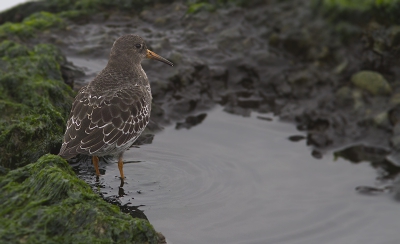 De paarse strandloper, dr opeens tussen een groepje steenlopers! Ik had amper 5 seconden de tijd: met dit plaatje als resultaat.