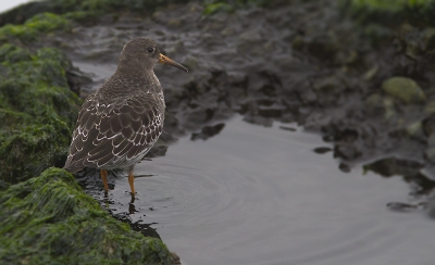 De paarse strandloper, dr opeens tussen een groepje steenlopers! Ik had amper 5 seconden de tijd: met dit plaatje als resultaat.