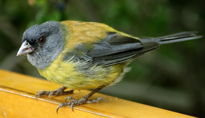 Deze vogeltjes zaten vlak bij de gletscher.
Ze gedragen zich als mussen.
Volgens mij staat dit vogeltje nog niet op Birdpix.