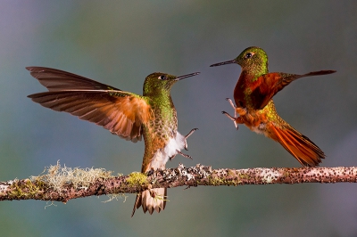 Kolibries hebben regelmatig meningsverschillen over de nectargebieden. Hier twee coronet-soorten die aan het ruzin zijn.