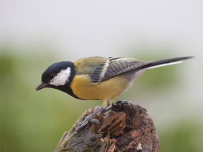 Voor een beginnende Birdpixer is het handig wat te oefenen met de gewone tuinvogeltjes. Deze dag waren de omstandigheden uitdagend. Regen, mist en daardoor weinig licht.