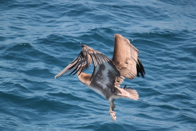 Tijdens een excursie op de "Ocean explorer",  zag ik de grote groepen van de bruine pelikanen die eigenlijk vliegend vlak boven de Oceaan, de dolfijnen volgden.