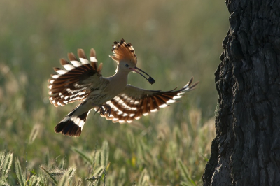 A long wanted picture of mine: The Hoopoe with spread wings in contra-light. This summer it worked out in Bulgaria.
Regards
Andreas.