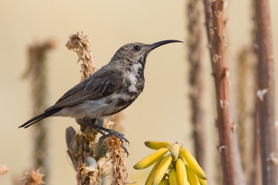 Deze fraaie Sunbird ging er eens goed voor zitten. Ze zaten regelmatig met de gekromde snavels in de bloemkelken. Meerdere exemplaren in een aangelegde bloementuin kunnen fotograveren.
