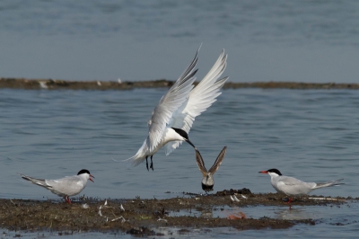 Vind het moment van de vleugels, spel en symetrie met de andere 2 sternen mooi. Net ongelukkig dat de snavel overloopt in de vleugel van de bonte strandloper(?).