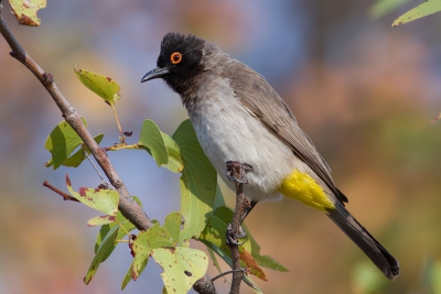 Tijdens onze vakantie in Namibi en Botswana zagen we dagelijks deze fraaie vogels, bijna niet te missen. Deze Maskerbuulbuul ging er eens goed voor zitten.