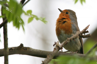 In het voorjaar voor het eerst met een telelens op pad. Leren omgaan met het gewicht en mogelijkheden van de lens. Binnen een half uur bingo. Dit exemplaar ging er eens mooi voor zitten.
Ben nieuw op Birdpix, dit is mijn eerste upload. Ben benieuwd naar eventuele tips en opmerkingen.