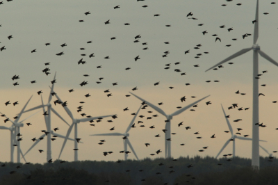 Allerlei wieken in het landschap maken samen met het licht het beeld.