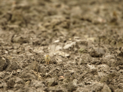 Een vlucht van een stuk of 30 graspiepers streek neer in de geploegde aarde. Net als deze graspieper vroegen wij ons af waar ze allemaal gebleven waren!