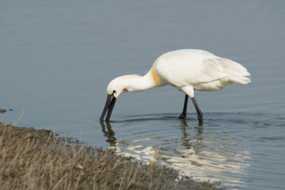 Een van de 2 lepelaars die die dag aanwezig waren op de plas. Staat er mooi foeragerend op naar mijn idee.