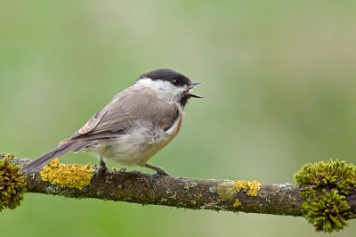 Op vakantie een vogelstekkie gemaakt. Het was erg leuk allemaal. Deze drukte maker kwam ook even buurten.