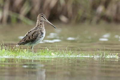 Liggend op een vlonder genomen tijdens lichte regen.
Graag wil ik deze opnamen plaatsen omdat de snip op deze plaats erg moeilijk te fotograferen is.
Het lijkt wel of deze pas uit het riet tevoorschijn komt wanneer het regent.