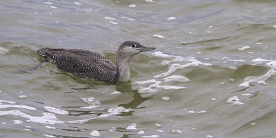 Tsjonge, deze duiker doet z'n naam wel eer aan. Wat kan die lang onder water blijven, zeg! Maar na vele pogingen toch eindelijk kopje-boven op de plek waar ik 'm stond op te wachten.