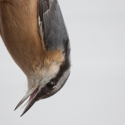 Vandaag voor het eerst mijn nieuwe statief uitgeprobeerd. Lekker comfortabel binnen een opstelling gemaakt. Wat pinda's neergelegd om ook wat vogels in de buurt te krijgen. En opeens hing de boomklever vlak voor mijn neus. Nog net de zoom wat terug kunnen draaien om hem nog scherp erop te kunnen krijgen.  De achtergrond is een recentelijk geverfd schuurtje.