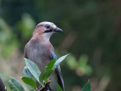 Deze Gaai had ik hier al eerder gezien, waarbij hij bezig was om eikels in het gras te verstoppen. Vandaag kwam hij dichterbij en kon ik o.a. deze foto van hem maken.
