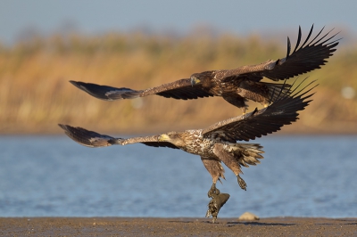 This pic was taken from the hide in the lowered fish pond. Eagles are fighting for the peace of fish.
