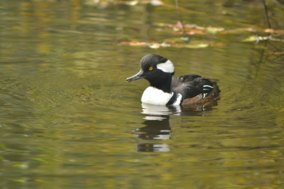 Net na het folderlopen zag ik deze eend, snel naar huis en deze foto gemaakt.
Met anbw vogelgids kwam ik op buffelkopeend, klopt dat?
Wie o wie kan mij helpen.