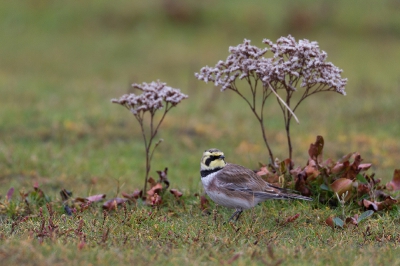 Eerdere upload ontving terechte opmerkingen over een blauwe waas; deze hier door aanpassing van kleurtemperatuur (wat warmer) verwijderd. Mag hem helaas niet nog een keer plaatsen (verdwijnt in tijdelijke), dus maar even in PA.