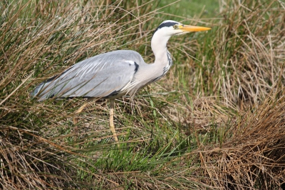 Heel voorzichtig, deze blauwe reiger was onderweg naar het water ..Gelukkig stond ik aan de overkant en kon ik de foto maken.