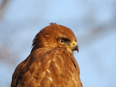 Foto gemaakt vanuit de auto en vanaf een rijstzak, ik kon deze vogel met kloppend hart heel dicht naderen.