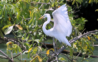 Ook als er geen bedoeling was om de anatomie van de zilverreiger te bestuderen op dat moment, achteraf bleekt dat op deze foto het skelet van de vleugel goed te zien is.  Het "rontgen" effect van de zon....
