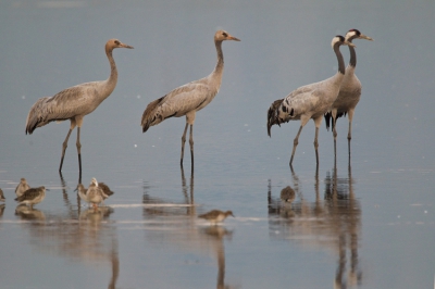 een mooi familie tafreel in de Hula valley, tijdens de herfst trek op een windstille ochtens