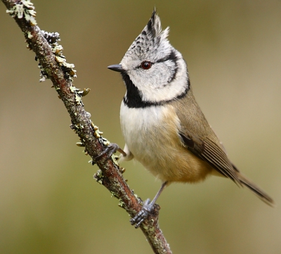 Vandaag een paar uurtjes achter het huis bezig geweest met de weer massaal aanwezige vogeltjes. Veel goede foto's kunnen maken, waarvan ik deze van een Kuifmees als eerste aan jullie wil laten zien. Later volgt meer!